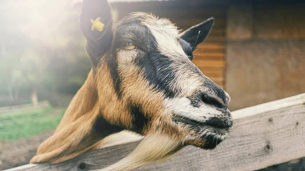Penna di capra, capre nere, recinto addormentato, fattoria, due bianchi, capra , — Foto Stock