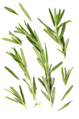 Rosmarin yakın plan beyaz zemin üzerinde izole edilmiş, yakın plan, kopyalama alanı
