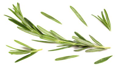 Rosmarin yakın plan beyaz zemin üzerinde izole edilmiş, yakın plan, kopyalama alanı