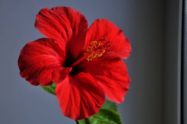 the red hibiscus or Sudanese rose