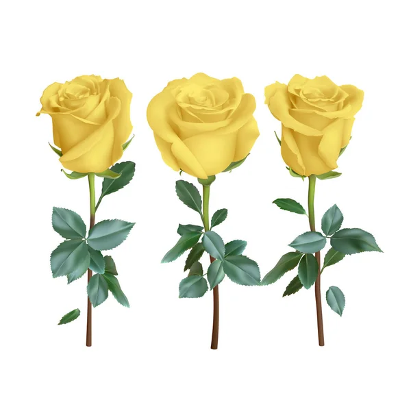 Ρεαλιστική Σχεδίαση Τριαντάφυλλου Που Απομονώνεται Στο Παρασκήνιο Διανυσματική Απεικόνιση — Διανυσματικό Αρχείο
