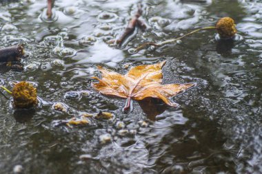 Yağmurdan sonra Sonbahar Gösterimler