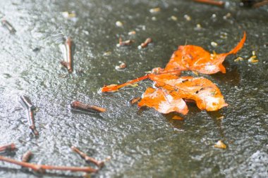 Yağmurdan sonra Sonbahar Gösterimler