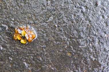 Yağmurdan sonra Sonbahar Gösterimler