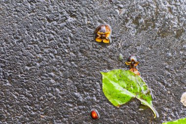 Yağmurdan sonra Sonbahar Gösterimler