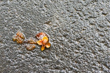 Yağmurdan sonra Sonbahar Gösterimler