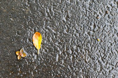 Yağmurdan sonra Sonbahar Gösterimler