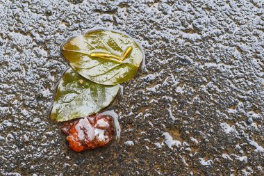 Yağmurdan sonra Sonbahar Gösterimler