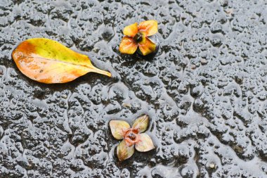 Yağmurdan sonra Sonbahar Gösterimler