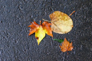 Yağmurdan sonra Sonbahar Gösterimler