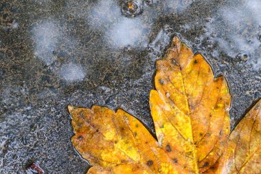 Yağmurdan sonra Sonbahar Gösterimler