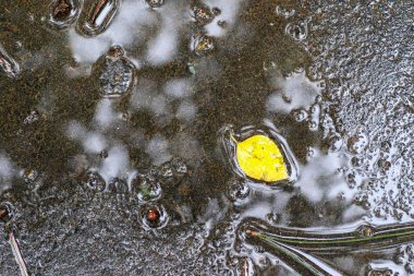 Yağmurdan sonra Sonbahar Gösterimler