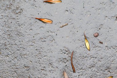 Yağmurdan sonra Sonbahar Gösterimler