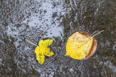 Yağmurdan sonra Sonbahar Gösterimler