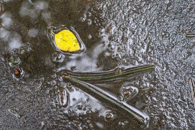 Yağmurdan sonra Sonbahar Gösterimler