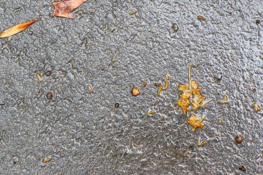 Yağmurdan sonra Sonbahar Gösterimler