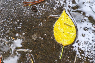 Yağmurdan sonra Sonbahar Gösterimler