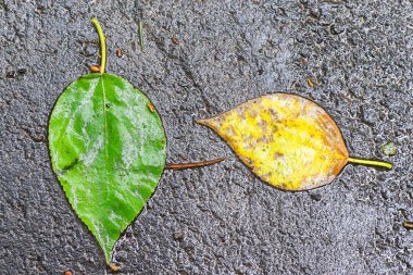 Yağmurdan sonra Sonbahar Gösterimler
