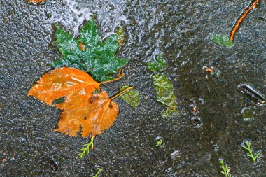 Yağmurdan sonra Sonbahar Gösterimler
