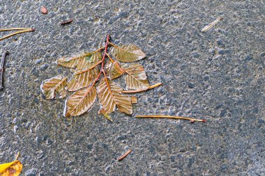 Yağmurdan sonra Sonbahar Gösterimler