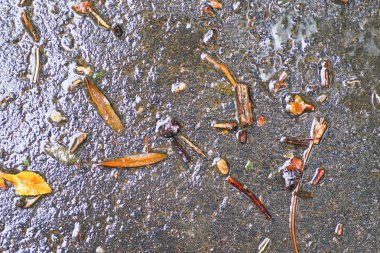 Yağmurdan sonra Sonbahar Gösterimler