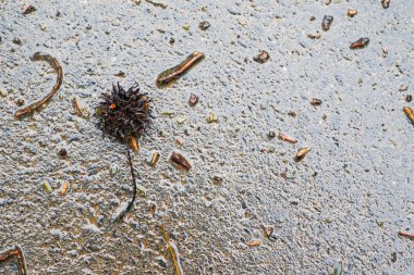 Yağmurdan sonra Sonbahar Gösterimler