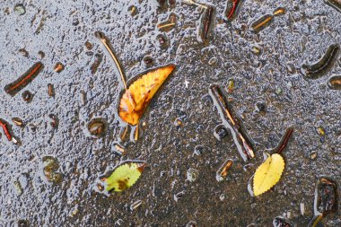 Yağmurdan sonra Sonbahar Gösterimler