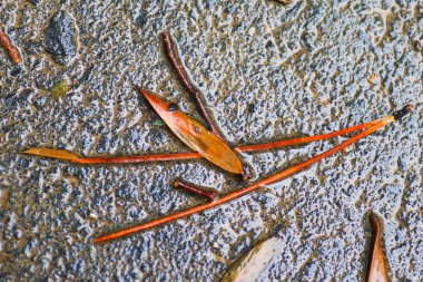 Yağmurdan sonra Sonbahar Gösterimler