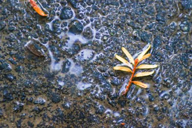 Yağmurdan sonra Sonbahar Gösterimler