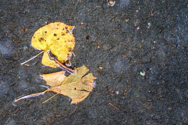 Yağmurdan sonra Sonbahar Gösterimler