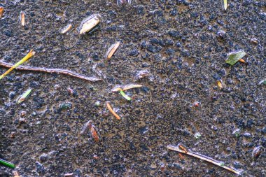 Yağmurdan sonra Sonbahar Gösterimler