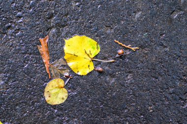 Yağmurdan sonra Sonbahar Gösterimler