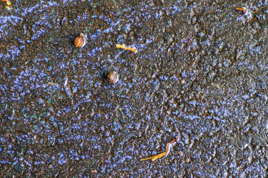 Yağmurdan sonra Sonbahar Gösterimler