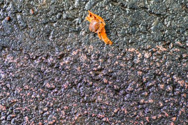 Yağmurdan sonra Sonbahar Gösterimler