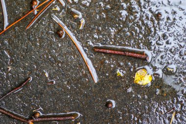 Yağmurdan sonra Sonbahar Gösterimler