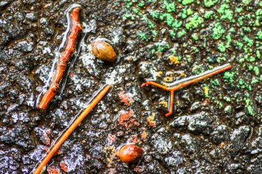 Yağmurdan sonra Sonbahar Gösterimler