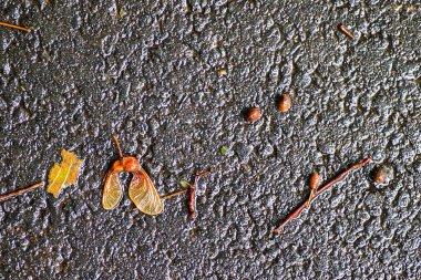 Yağmurdan sonra Sonbahar Gösterimler