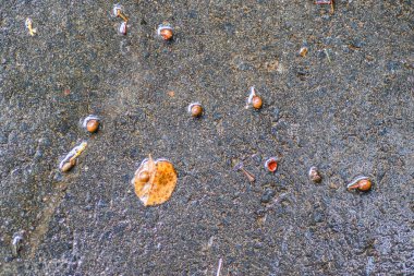 Yağmurdan sonra Sonbahar Gösterimler