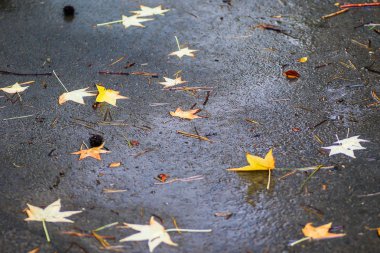 Yağmurdan sonra Sonbahar Gösterimler