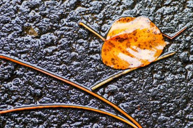 Yağmurdan sonra Sonbahar Gösterimler