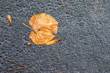 Yağmurdan sonra Sonbahar Gösterimler
