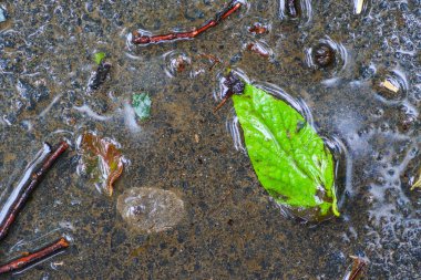 Yağmurdan sonra Sonbahar Gösterimler