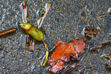 Yağmurdan sonra Sonbahar Gösterimler