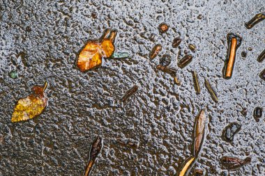 Yağmurdan sonra Sonbahar Gösterimler