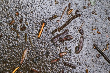 Yağmurdan sonra Sonbahar Gösterimler