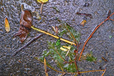 Yağmurdan sonra Sonbahar Gösterimler