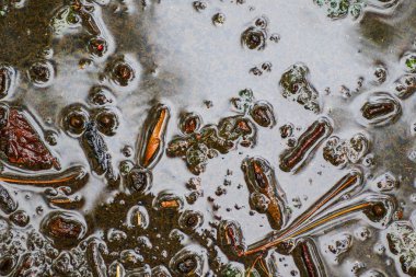 Yağmurdan sonra Sonbahar Gösterimler