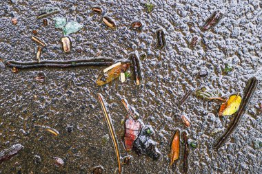 Yağmurdan sonra Sonbahar Gösterimler