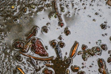 Yağmurdan sonra Sonbahar Gösterimler