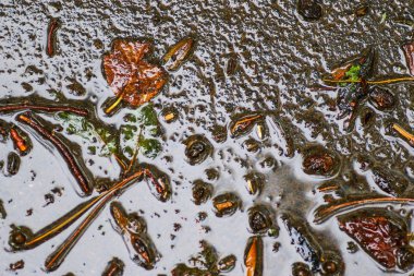 Yağmurdan sonra Sonbahar Gösterimler